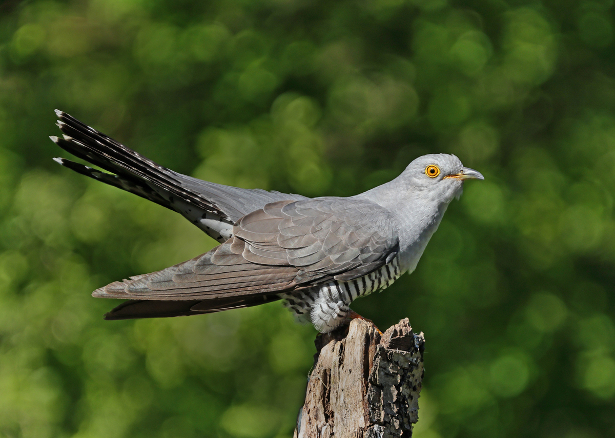 Cuckoo Looking for Mate - Peter Bagnall - Highly Commended